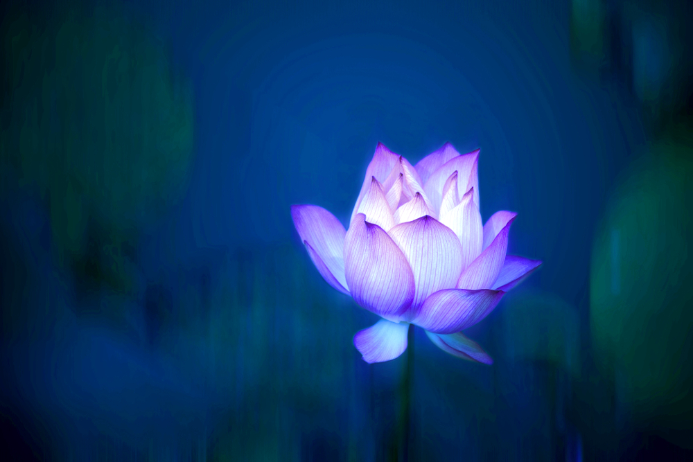 Beneath the lotus flower: discovering organisational cultures